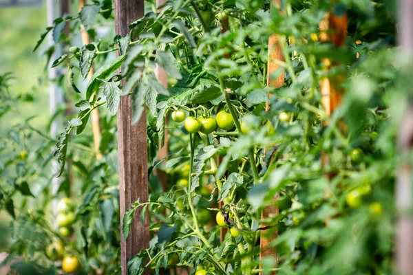 Green Natural Tomatoes Growing Branch Greenhouse Home Grown Tomato Vegetables — Stock Photo, Image