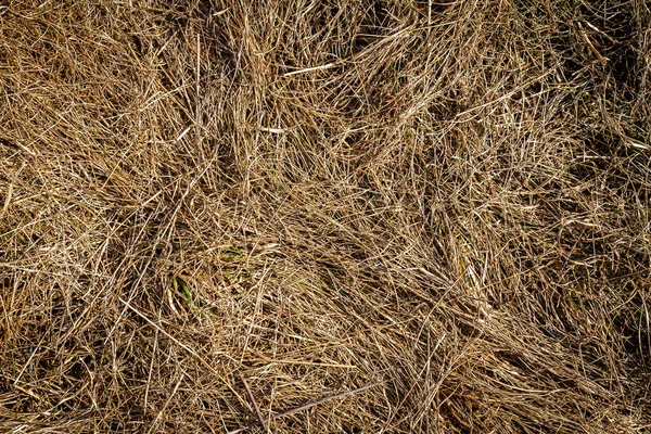Nahaufnahme Von Alten Gealterten Trockenen Grasstroh Textur Hintergrund Makro Eines — Stockfoto