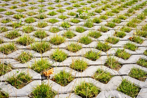 Green grass between the sidewalk square tiles. Grass and cement pavement. Eco parking texture background.