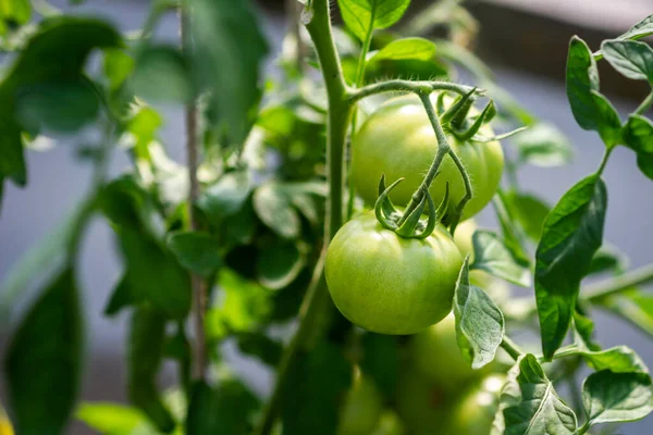 Green Natural Tomatoes Growing Branch Greenhouse Home Grown Tomato Vegetables — Stock Photo, Image