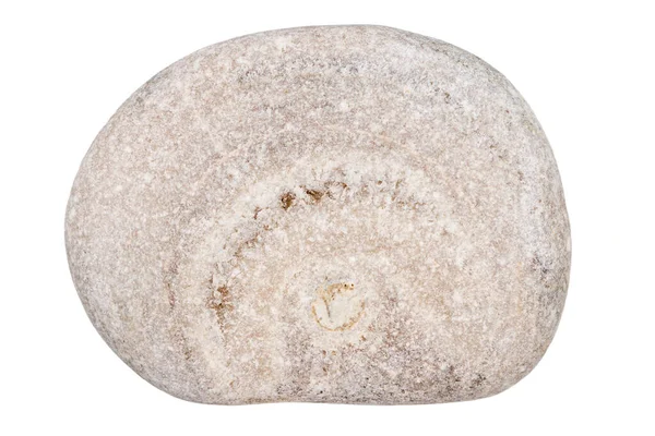 白色背景上孤立的单个灰白色鹅卵石的顶部视图 — 图库照片