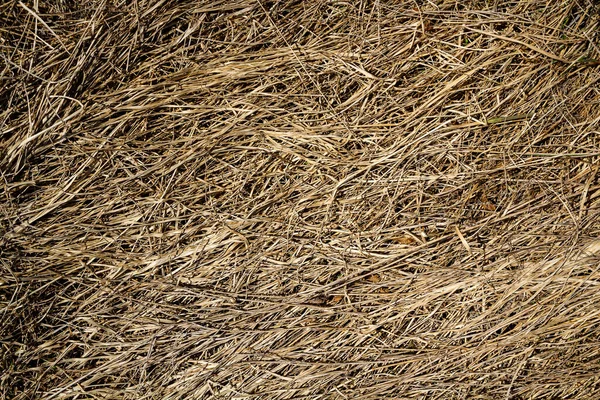 Closeup of old aged dry grass straw texture background. Macro of a textured eco natural backdrop.
