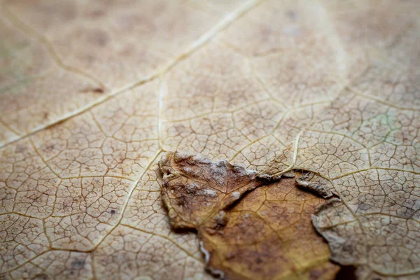 Primer Plano Extremo Una Hoja Seca Que Muestra Las Venas — Foto de Stock