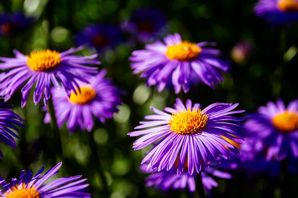 Talyan Asters Mor Çiçekler Michaelmas Papatya Aster Amellus Talyan Starwort — Stok fotoğraf