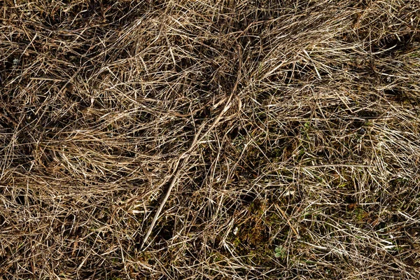 Close Van Oude Verouderde Droge Gras Stro Textuur Achtergrond Macro — Stockfoto