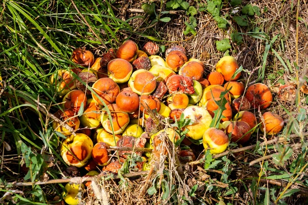 Montón Manzanas Podridas Caídas Hierba Fotos de stock libres de derechos