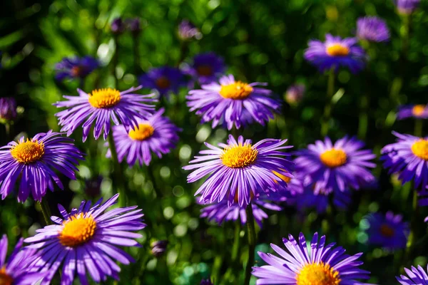 Talyan Asters Mor Çiçekler Michaelmas Papatya Aster Amellus Talyan Starwort — Stok fotoğraf