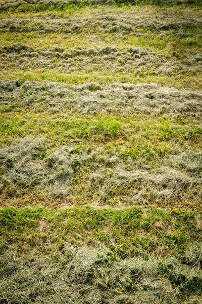Close up of freshly cut grass in a field in rows