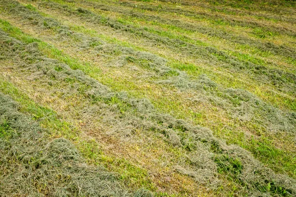 Großaufnahme Von Frisch Gemähtem Gras Auf Einem Feld Reihen — Stockfoto