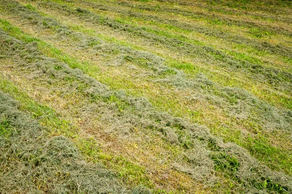 Zavřít Čerstvě Posekanou Trávu Poli Řadách — Stock fotografie