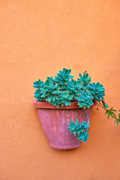 Succulent Plant Echeveria Elegans Pot Hanging Colorful Wall — Stock Photo, Image