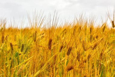 Ön planda buğday kulakları. Olgun buğday tarlası altın sarısı renginde hasat için hazır, rüzgar tarafından taşınıyor. Yağmurdan sonraki bulutlu bir günde olgun buğday tarlası.