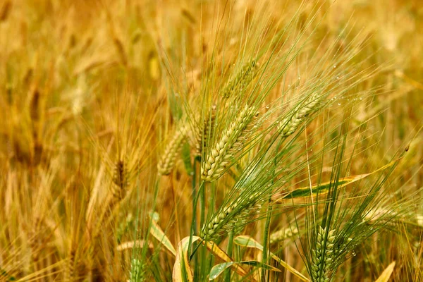 前景の小麦の耳 収穫の準備ができて黄金の黄色の色の熟した麦畑は 風の突風によって移動します 雨の後曇りの日にコムギ畑を耕す — ストック写真