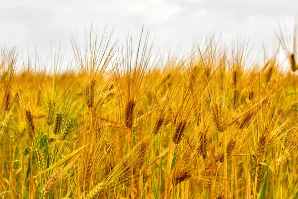 Ön planda buğday kulakları. Olgun buğday tarlası altın sarısı renginde hasat için hazır, rüzgar tarafından taşınıyor. Yağmurdan sonraki bulutlu bir günde olgun buğday tarlası.