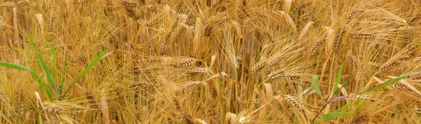 Ears Wheat Foreground Ripe Wheat Field Golden Yellow Color Moved — Stockfoto