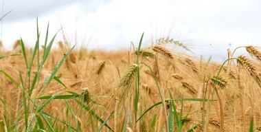Ön planda buğday kulakları. Olgun buğday tarlası altın sarısı renginde hasat için hazır, rüzgar tarafından taşınıyor. Yağmurdan sonraki bulutlu bir günde olgun buğday tarlası.