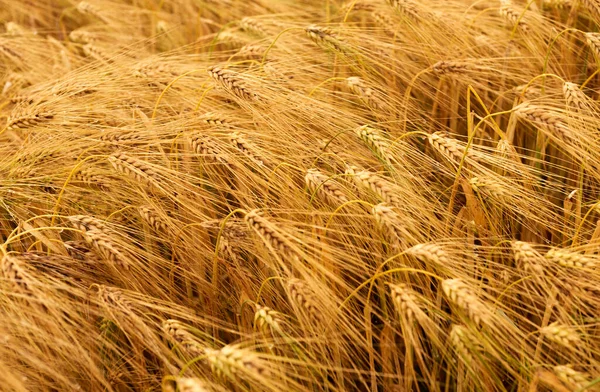 Ears Wheat Foreground Ripe Wheat Field Golden Yellow Color Moved Stock Kép