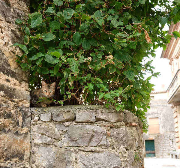 Striped cat with light green eyes, leaning on a stone wall, hidden behind a green hedge.