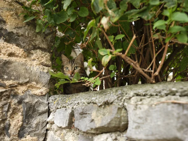 Striped cat with light green eyes, leaning on a stone wall, hidden behind a green hedge.