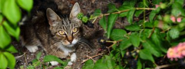 Striped cat with light yellow eyes. Close-up of a curious young cat.