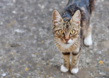 Striped cat with light yellow eyes. Close-up of a curious young cat.