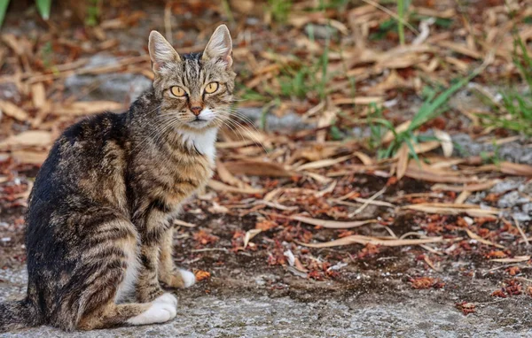 Striped cat with light yellow eyes. Close-up of a curious young cat.