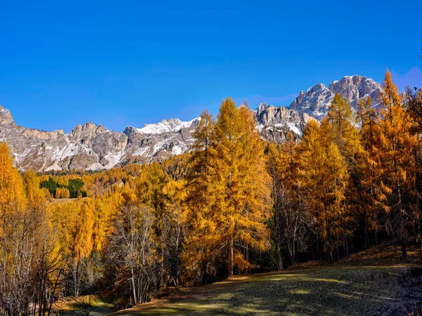 Осенняя Листва Лиственнице Подножия Заснеженной Горной Цепи Croda Lago Доломитовых — стоковое фото