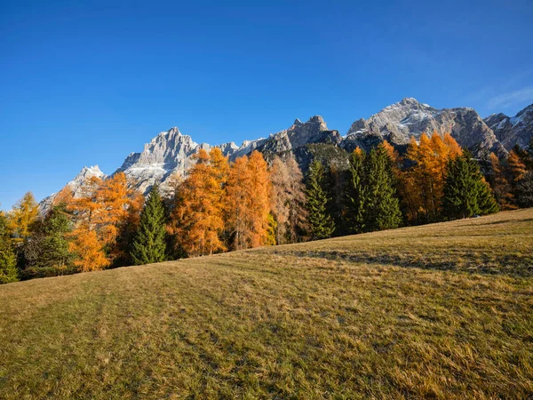 カラマツの森の中の秋の葉は 雪のふもとに ドロマイト コルティナ ダンペッツォ ヴェネト イタリア ヨーロッパでクロダ ラゴ山脈をかぶった 特徴的なピーク — ストック写真