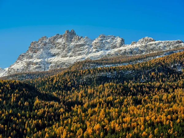 Herbstliches Laub Den Lärchenwäldern Fuße Der Schneebedeckten Croda Lago Den — Stockfoto