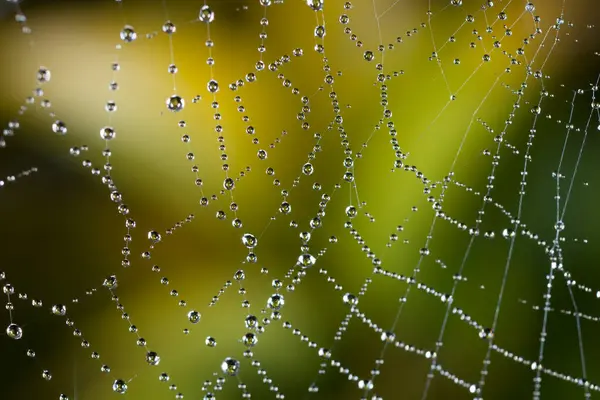 在蜘蛛网上看到露珠的美丽景色 — 图库照片