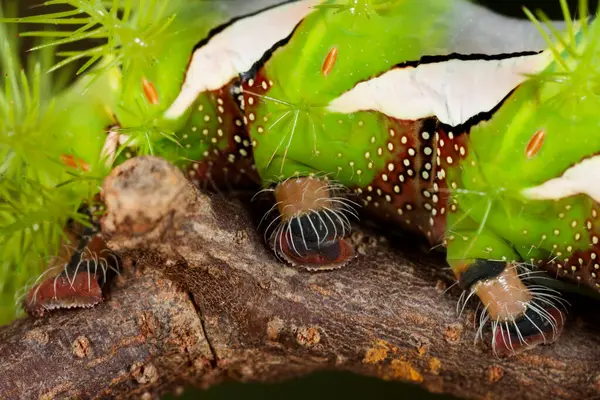 Close Bullseye Moth Caterpillar Automeris Naranja — Stock Photo, Image