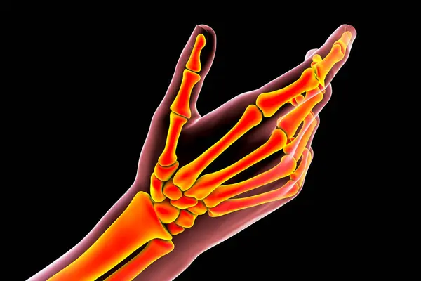 Human Hand Bones Illustration — Stock Photo, Image