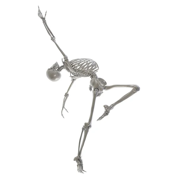 Anatomía Bailarín Ilustración Por Computadora Esqueleto Humano Una Pose Ballet — Foto de Stock