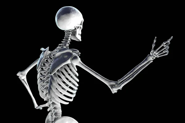 Скелет Человека Компьютерная Иллюстрация — стоковое фото