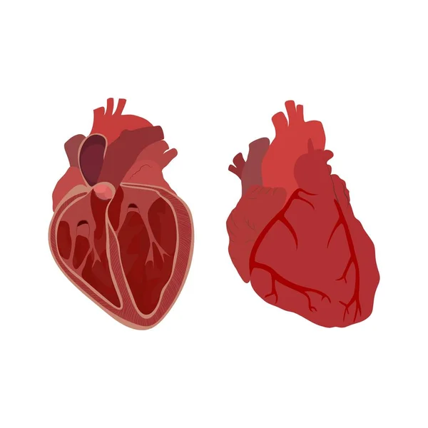心脏的内部和外部结构 — 图库照片