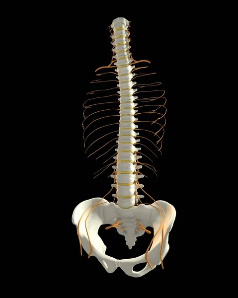Illustration Einer Menschlichen Wirbelsäule Und Des Rückenmarks Gelb — Stockfoto