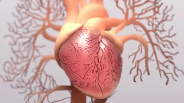 Human Heart Computer Illustration — Stock Photo, Image