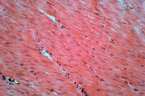 Muscle Lisse Humain Micrographie Légère — Photo
