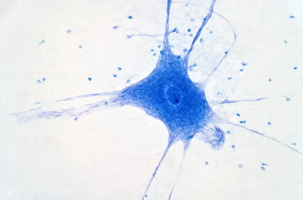 Micrografo Luce Delle Cellule Nervose — Foto Stock