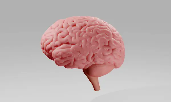 Мінімалістична Ілюстрація Людського Мозку — стокове фото