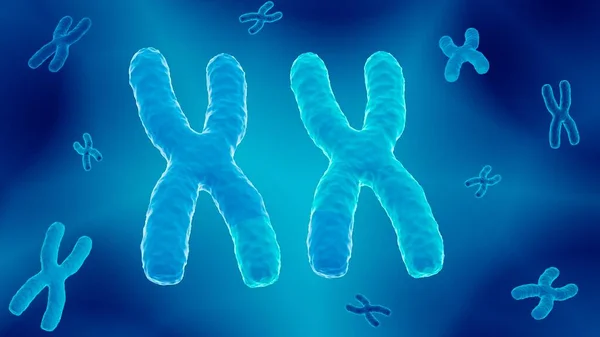 交叉交叉是一种染色单体交换遗传物质的过程 — 图库照片