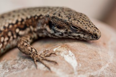 küçük kertenkele kapatmak dikey