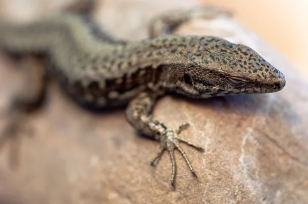 Little lizzard on rock close up — Stock Photo, Image