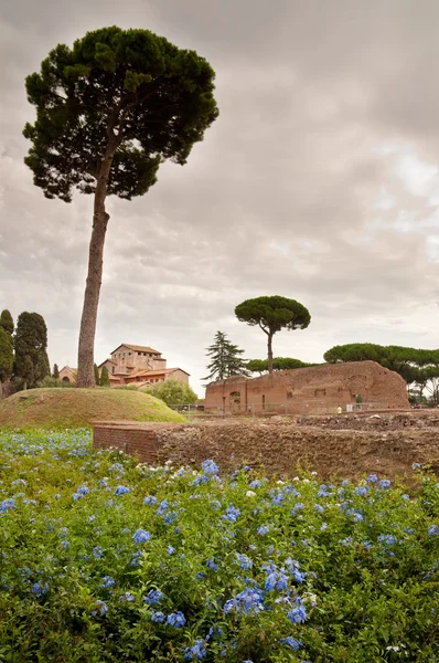 Domus Augustana baths ruins and tree in palatine hill at Rome — Stock Photo, Image