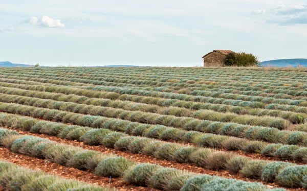 Ancien entrepôt sur le sentier Lavander près de Valensole en Provence d — Photo