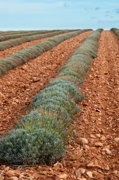 Lavander plants row on Lavander trail near Valensole in Provence — Stock Photo, Image