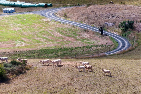 Cows walking on Rennes le château fields — 图库照片