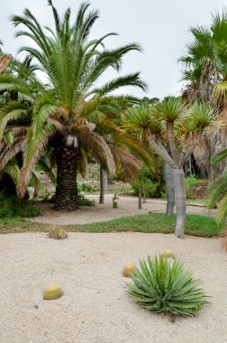agav ve avuç içi montjuic kaktüs Garden Barcelona