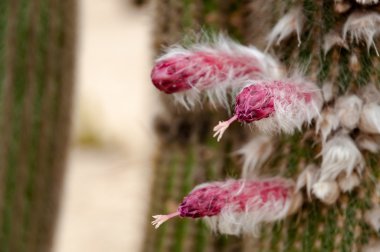 Mammillaria çiçek montjuic kaktüs Garden Barcelona