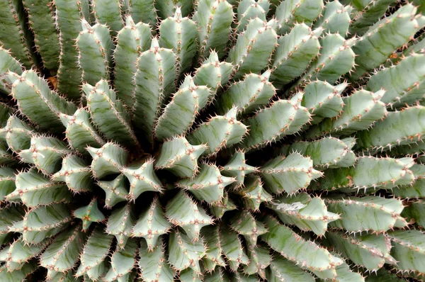 Kaktus Euforbia resinifea Haufen im Montjuic Kakteenpark in Barce — Stockfoto